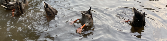 Some ducks diving in a pond. 